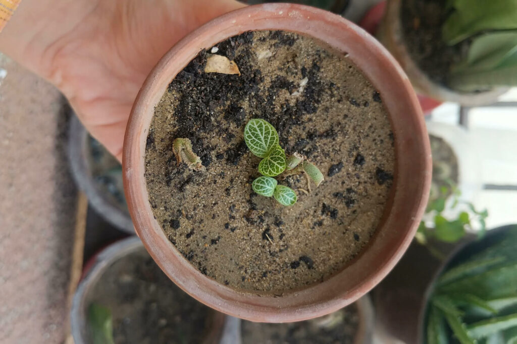 Vermehrung der Fittonia