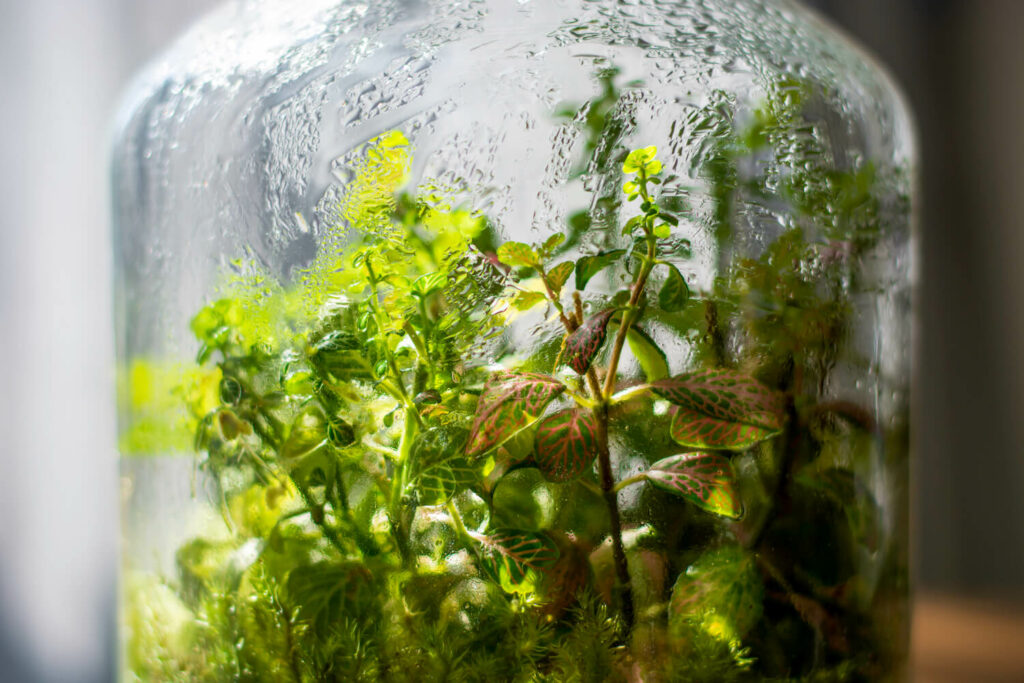 Mosaikpflanze im Terrarium