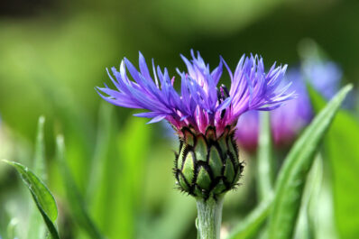 Flockenblume: Pflanzen, Pflege & die schönsten Arten der Centaurea