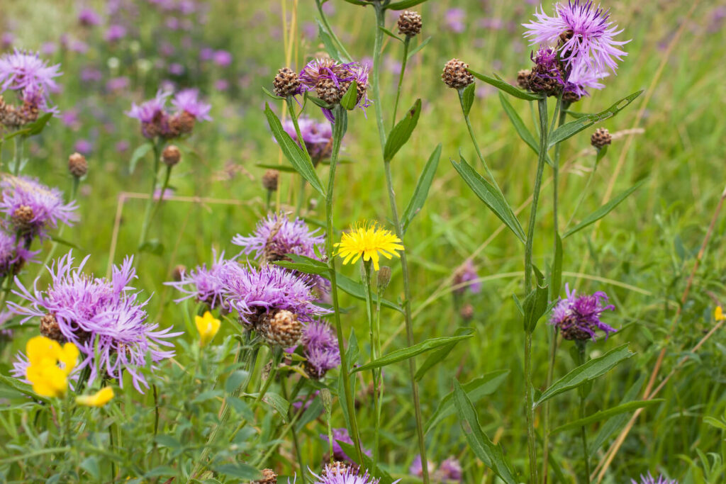 Wilde Flockenblume auf der Wiese