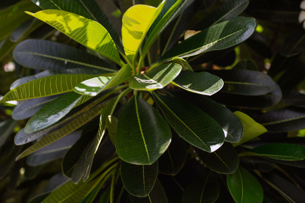 Frangipani-Blätter
