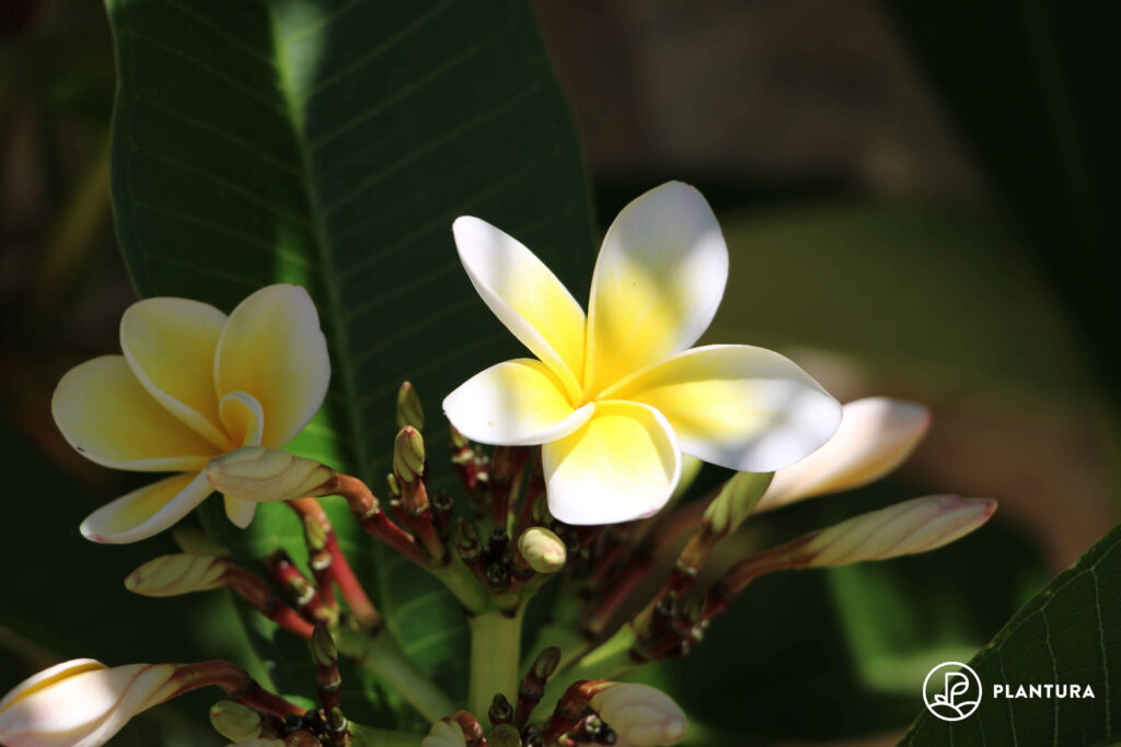 Frangipani in Blütezeit