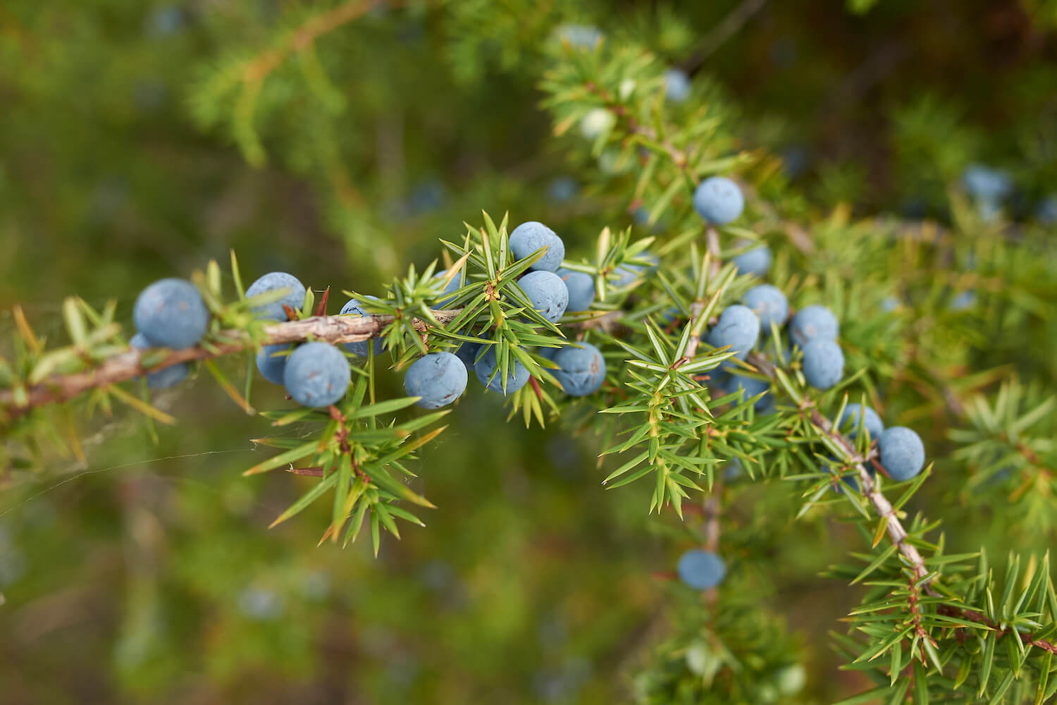 Die schönsten WacholderArten für den Garten Plantura