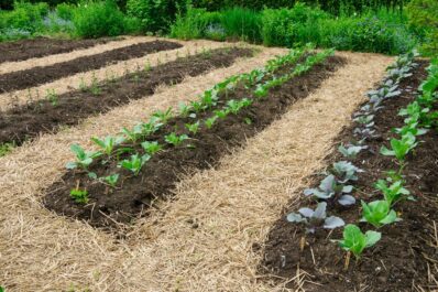 Beet anlegen ohne Umgraben: Die No-dig Methode