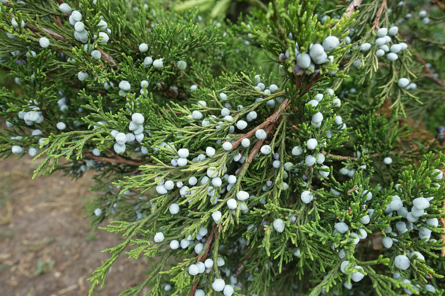 Die schönsten WacholderArten für den Garten Plantura