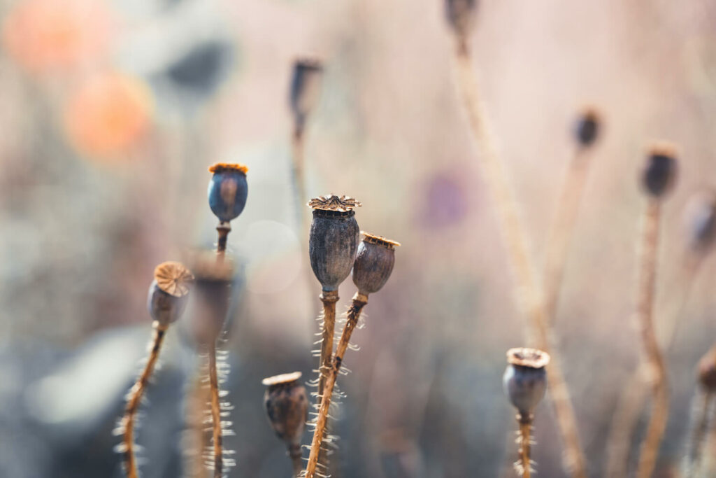 Vainas de semillas de amapola