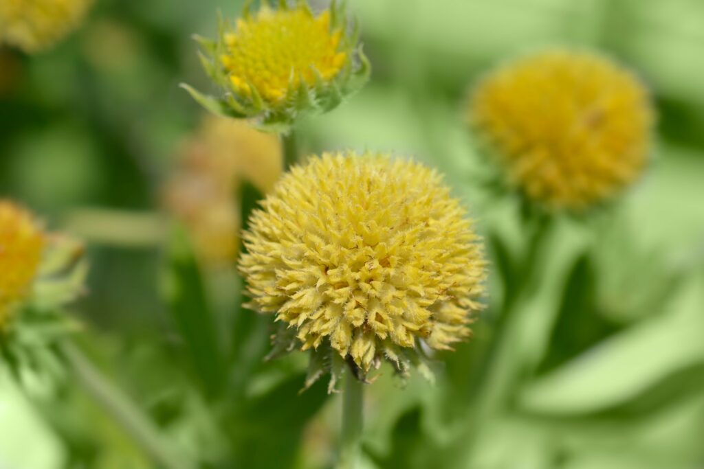 Malerblume