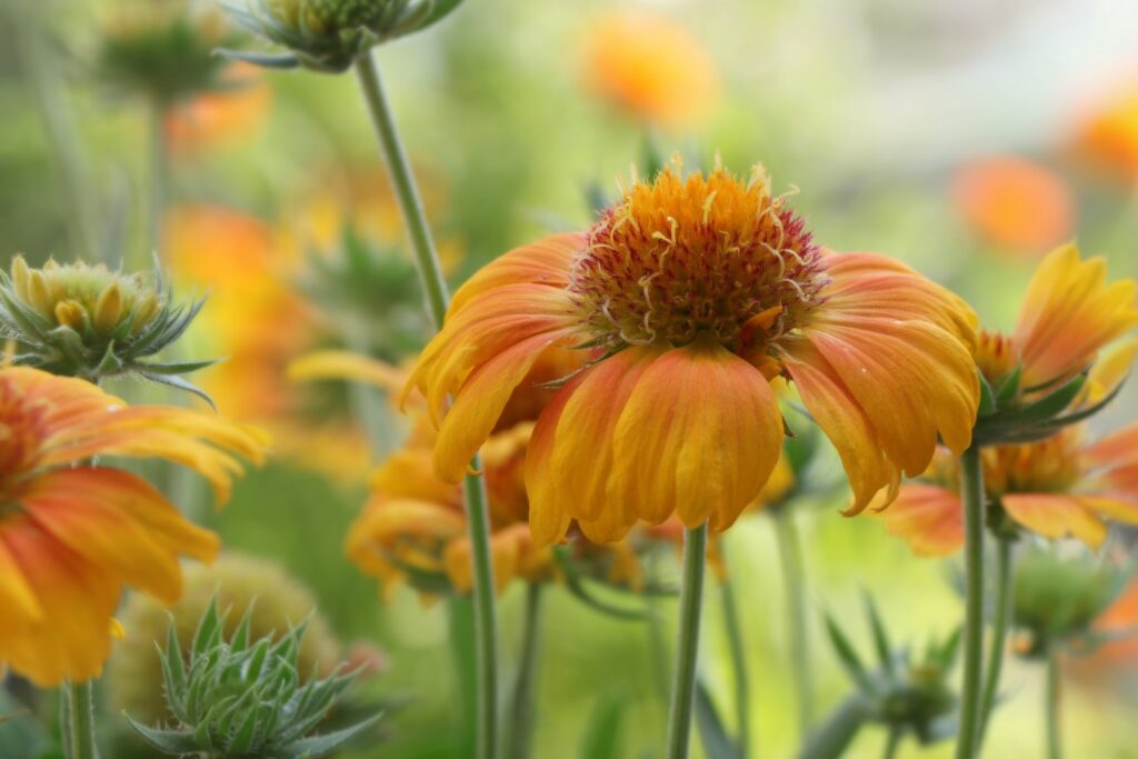 Papageienblumen-Blüte