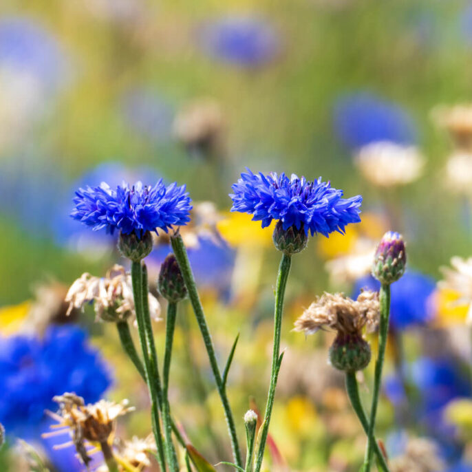 Kornblume: Aussaat, Blütezeit & Verwendung