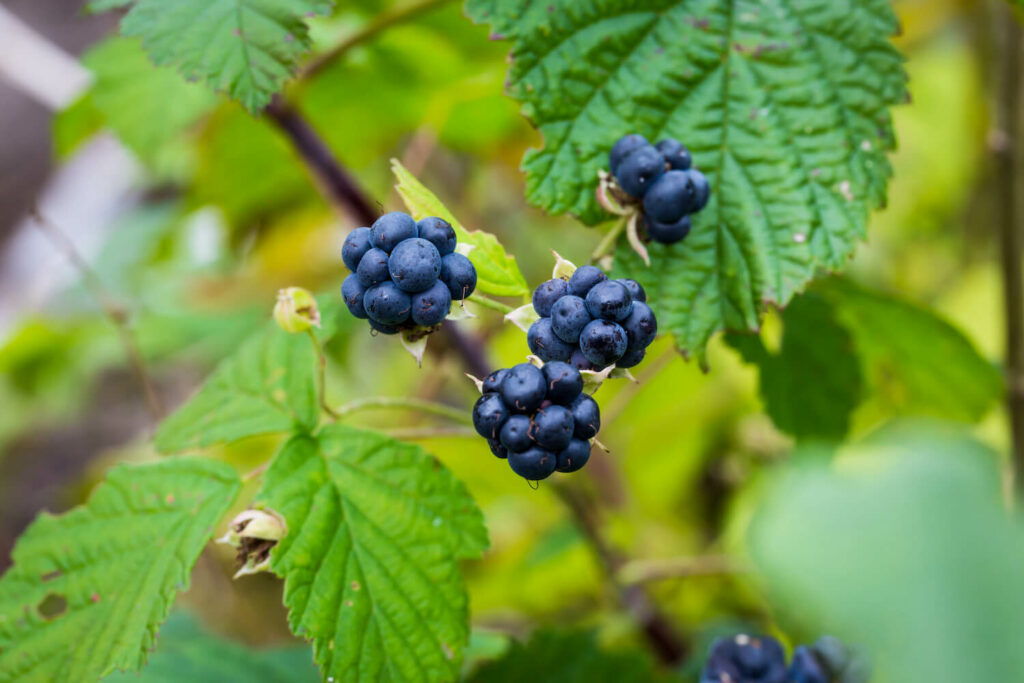 Rubus Caesius