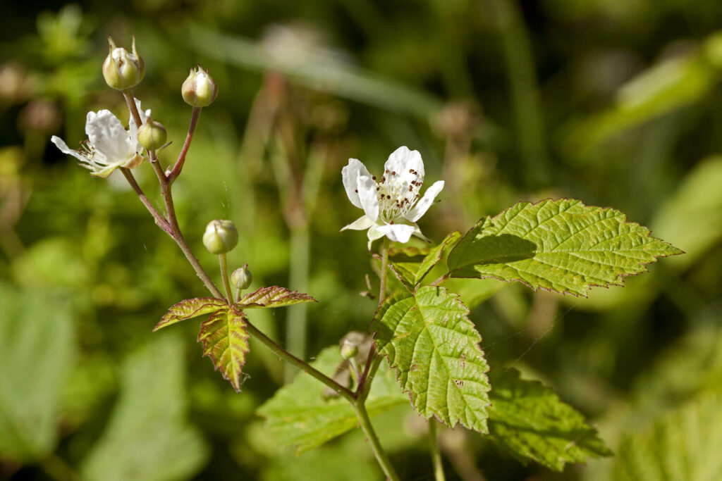 Blüte der Kratzbeere