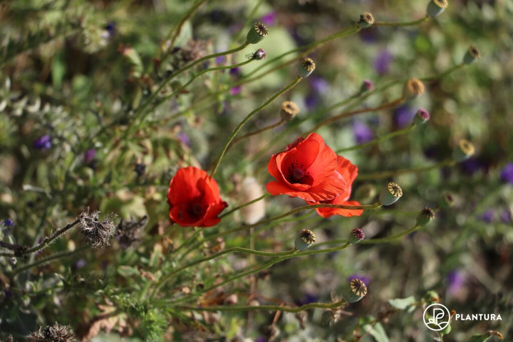 Blüte der Mohnblume