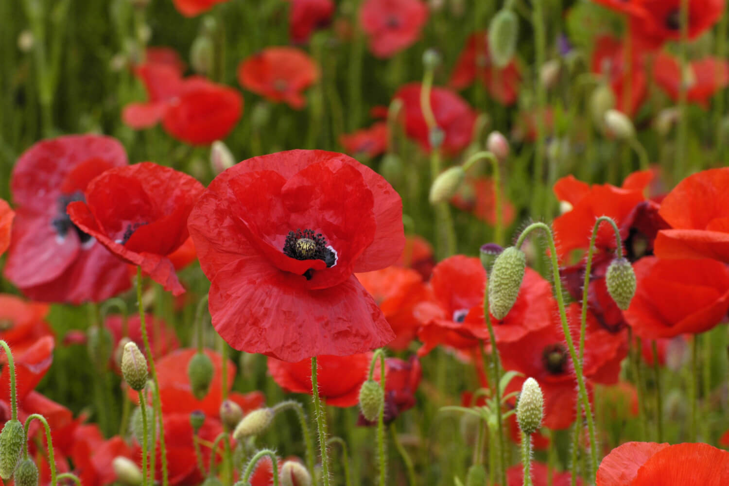 Mohnblumen Die Zierpflanze von A bis Z Plantura