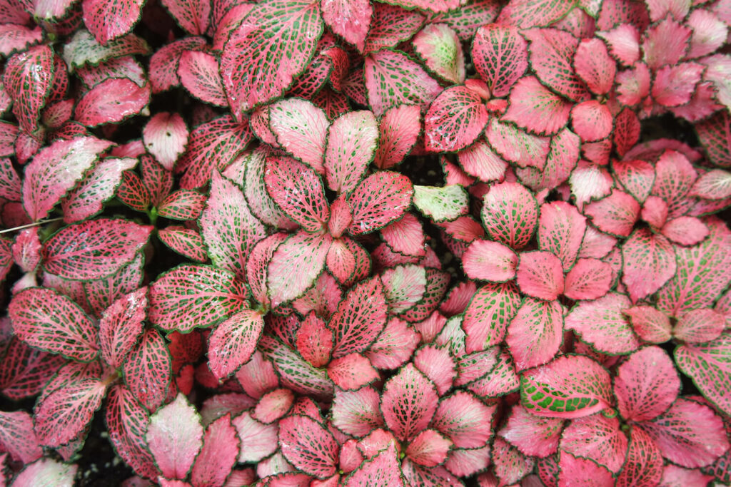 Rosa Blätter der Mosaikpflanze