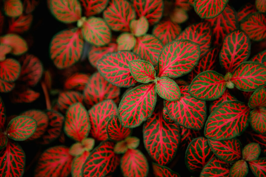 Rote Blätter der Mosaikpflanze