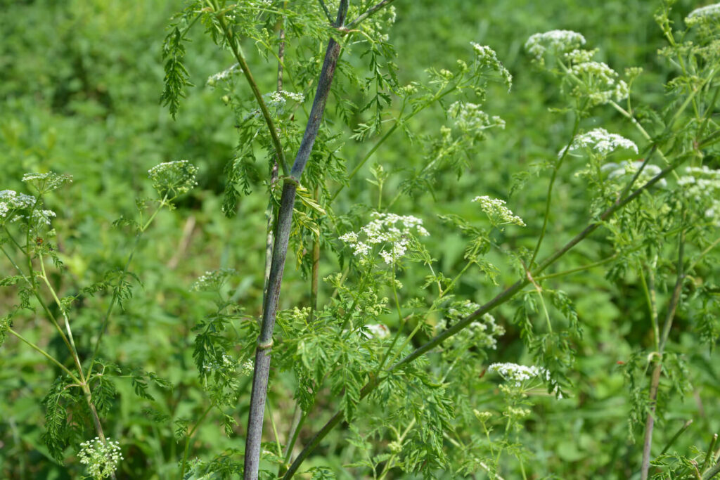 Blühende Süßdolde