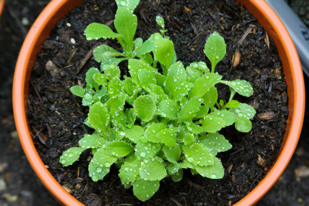 Plántula de amapola de maíz