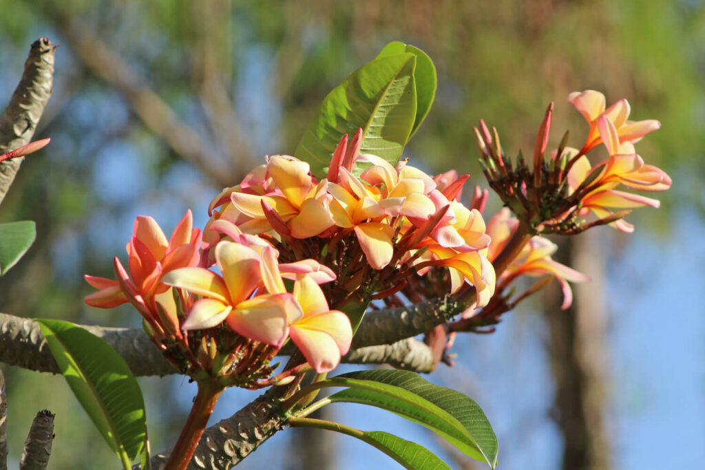 Frangipani-Blüte
