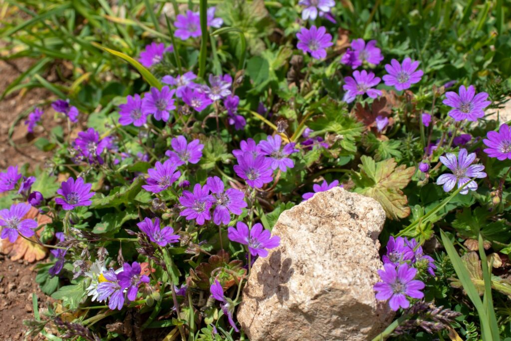Geranium pyrenaicum