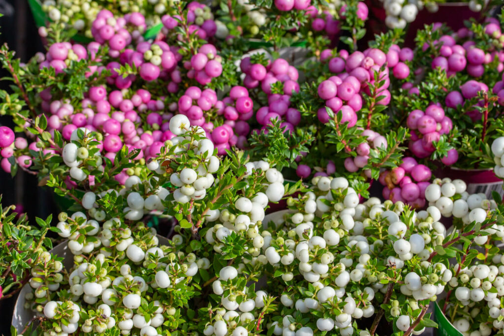 weiße und rosa Scheinbeeren