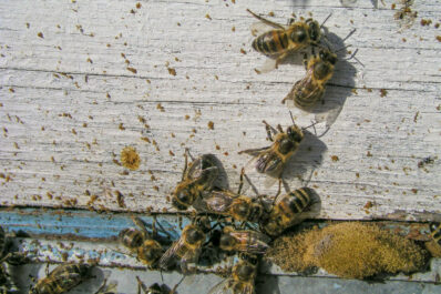 Reinigungsflug der Bienen: Was ist das & wozu dient er?