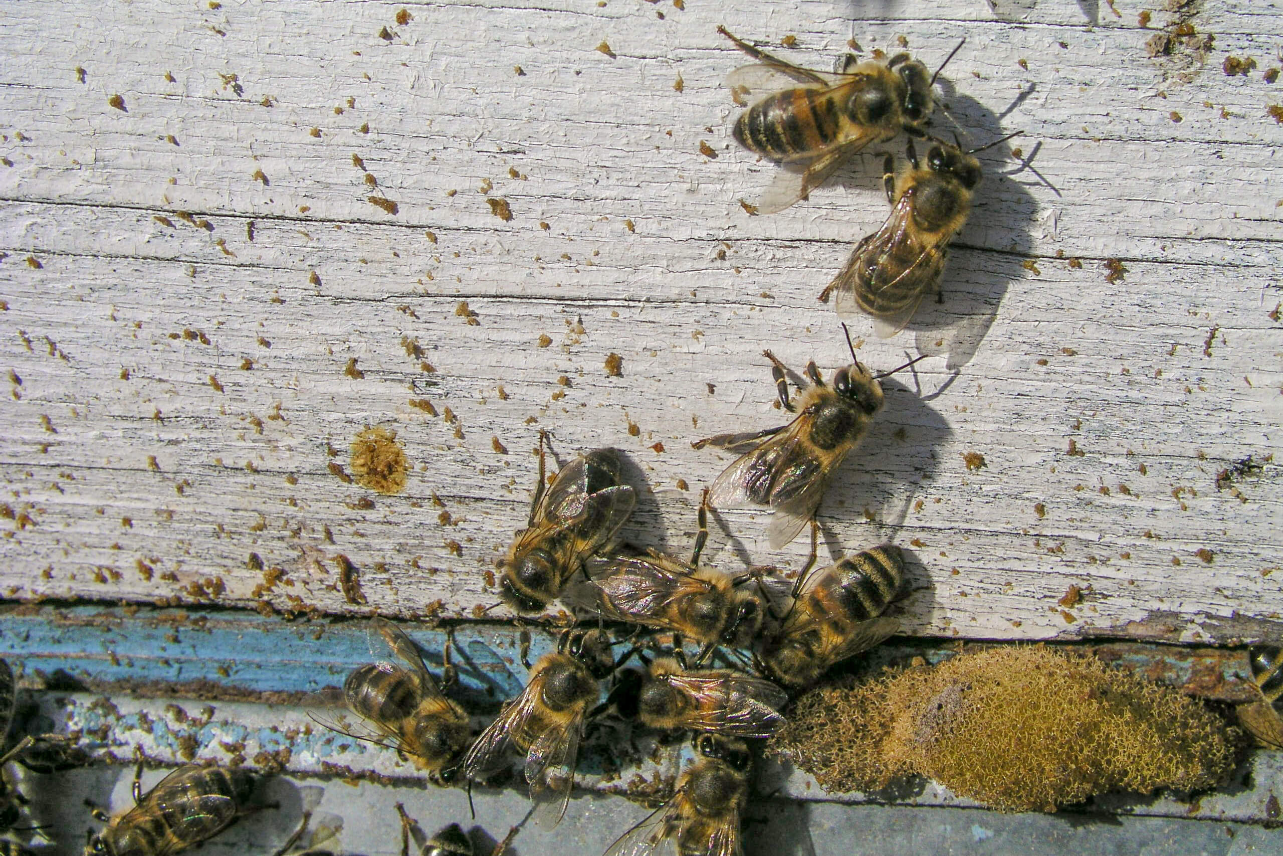 Reinigungsflug der Bienen: Was ist das & wozu dient er?