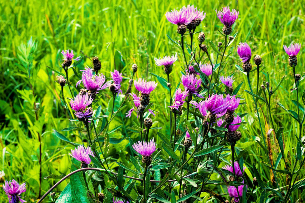 Strauch aus Rispen-Flockenblumen