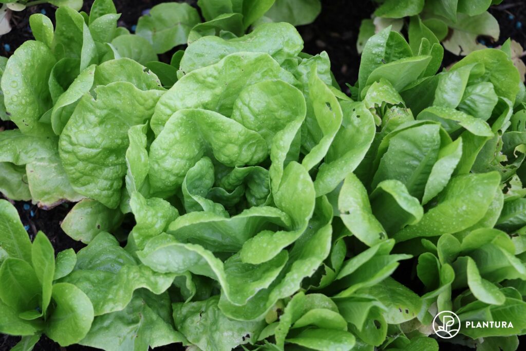 Salat im Beet
