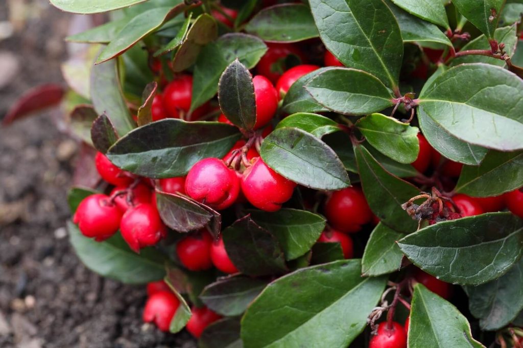 Gaultheria