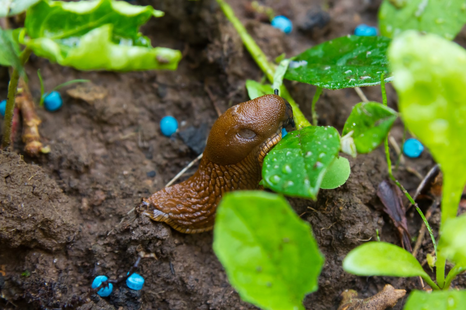 Schneckenkorn Wirkweise, Anwendung & Giftigkeit Plantura