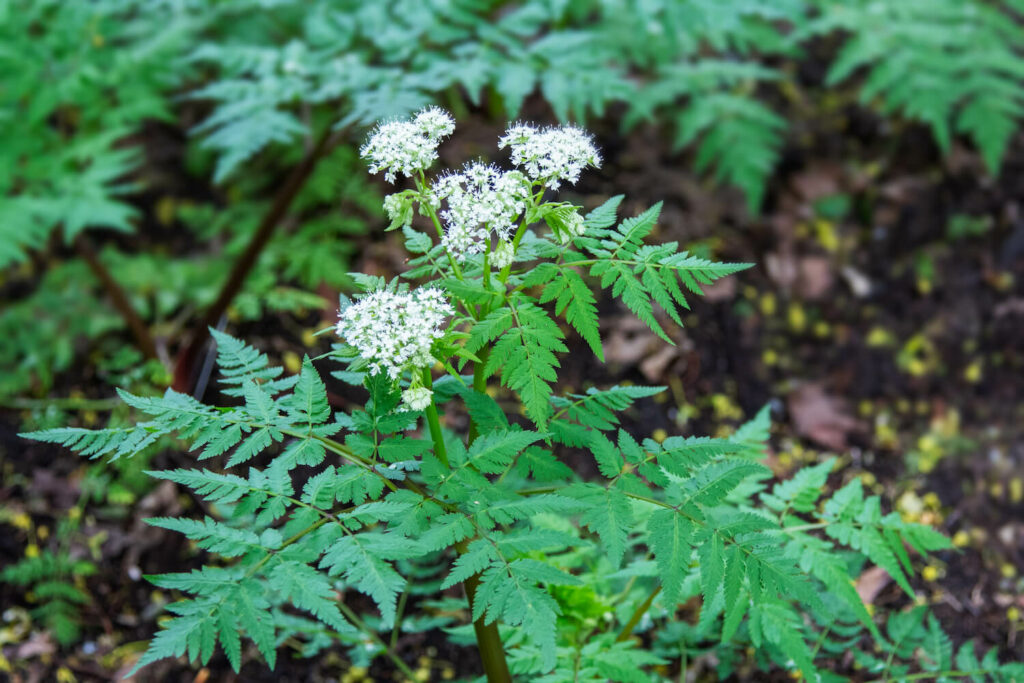 Myrrhis odorata