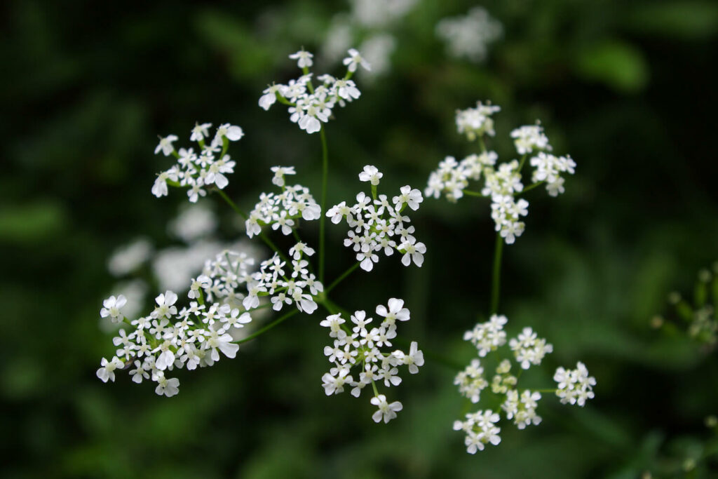 weiße Blüte der Süßdolde