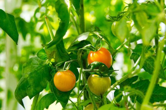 Tomate ˈIda Goldˈ: Alles zur orangefarbenen Buschtomate