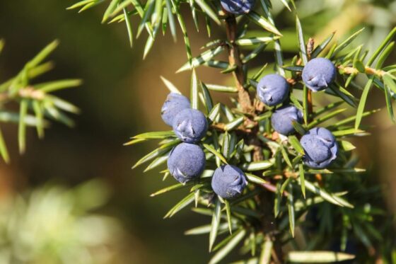 Wacholder: Anpflanzen, Schneiden & Ernte von Juniperus