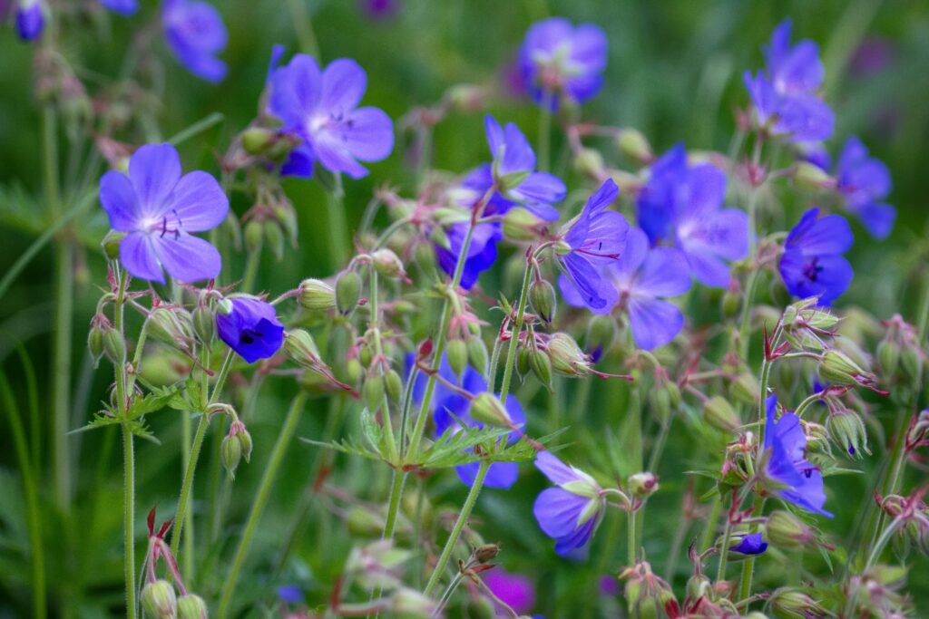 Geranium pratense