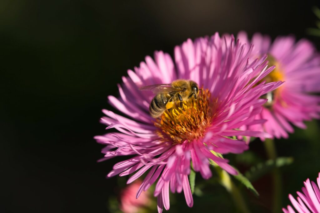 Biene auf Herbstaster