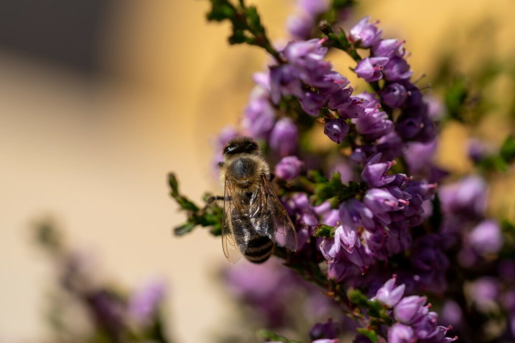 Biene auf Besenheide
