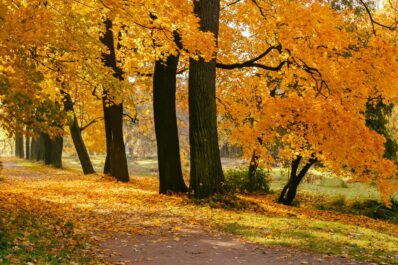 Warum verfärben sich die Blätter im Herbst?