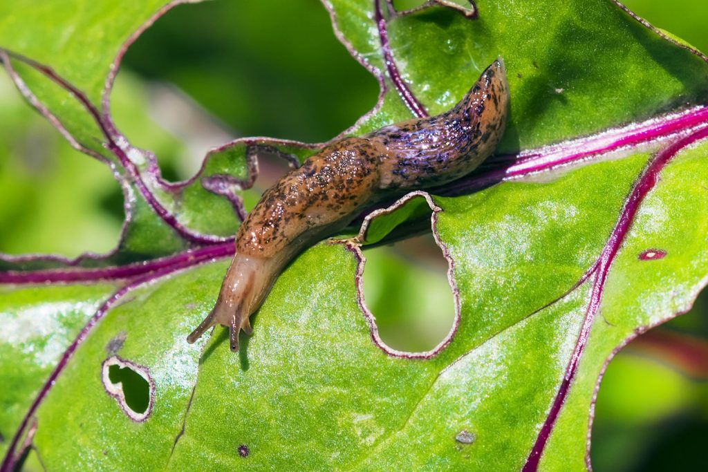 Deroceras reticulatum