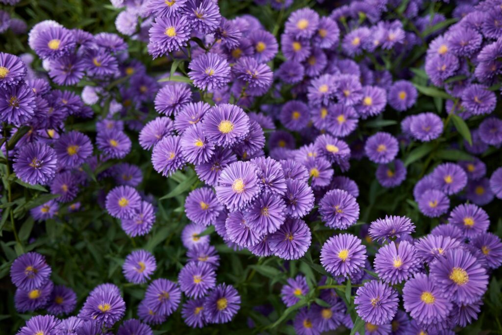 blau-violette Glattblatt-Aster