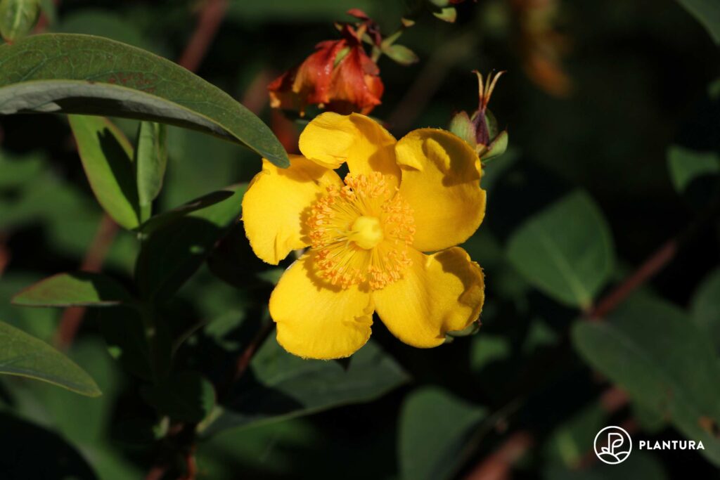 Johanniskraut-Blüte