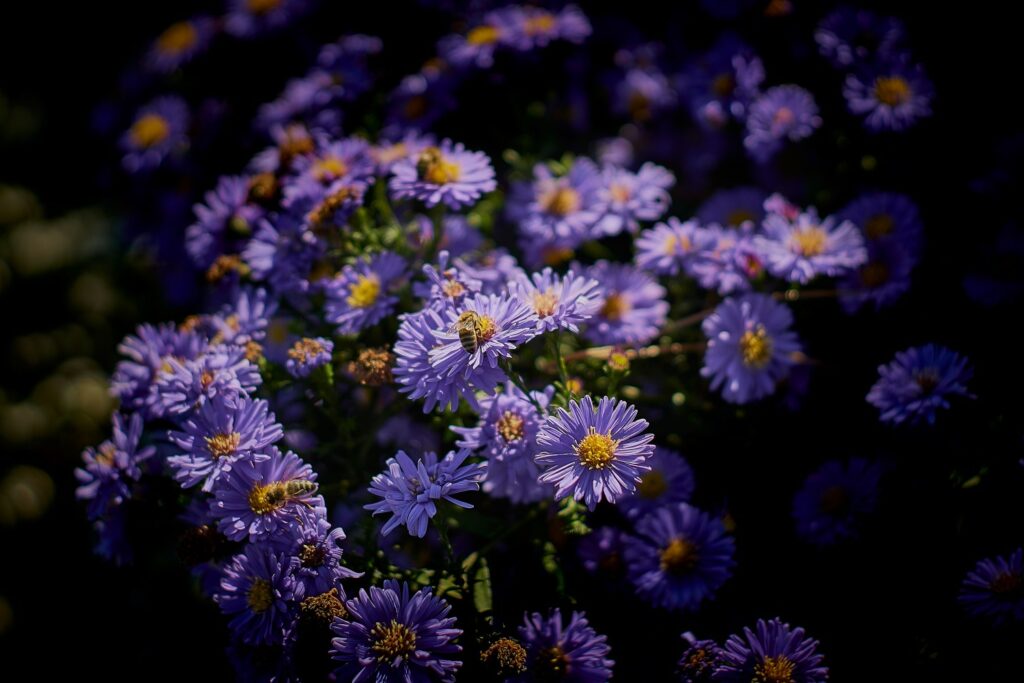 violett blühende Herbstastern