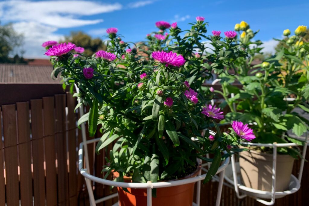 Herbstastern im Topf auf dem Balkon