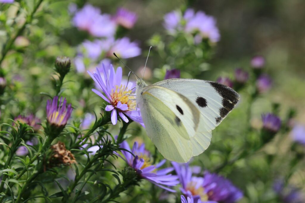 Schmetterling an Herbstaster
