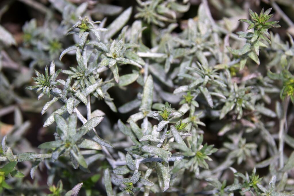 von Mehltau betroffene Herbstastern-Blätter