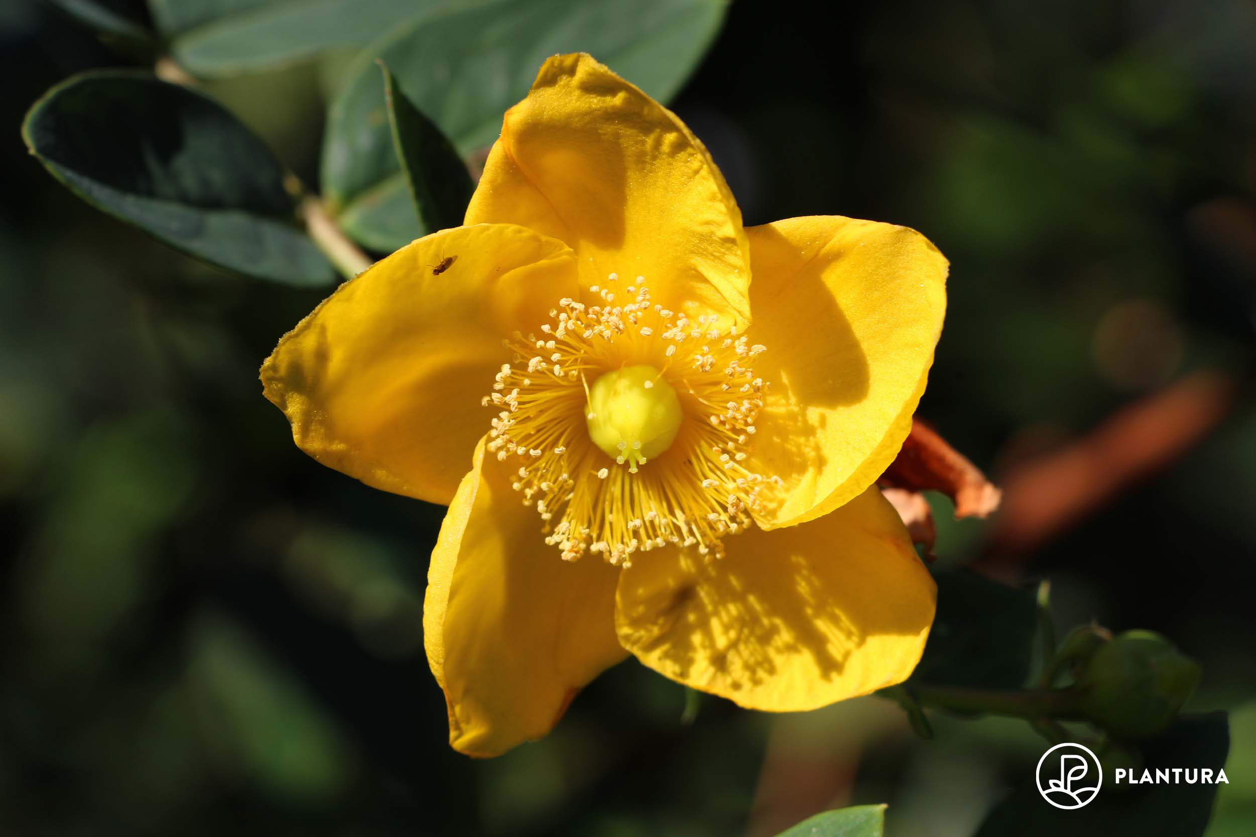 Johanniskraut-Arten & -Sorten: Die wichtigsten im Überblick