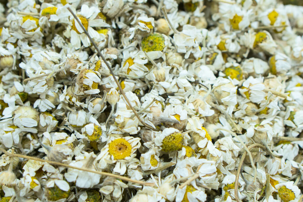 getrocknete Kamillen-Blüten