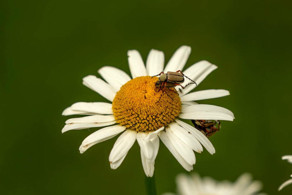Blüte der Echten Kamille