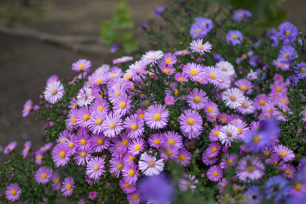 rosafarbene Kissen-Aster