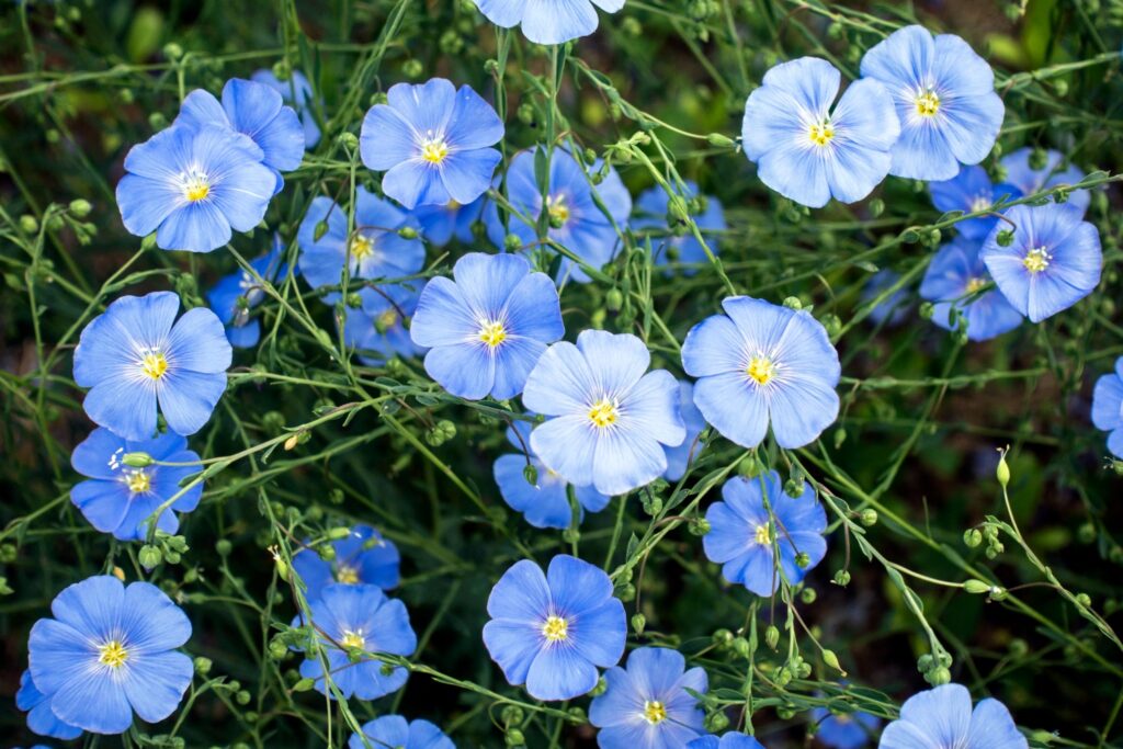 blühender Flachs